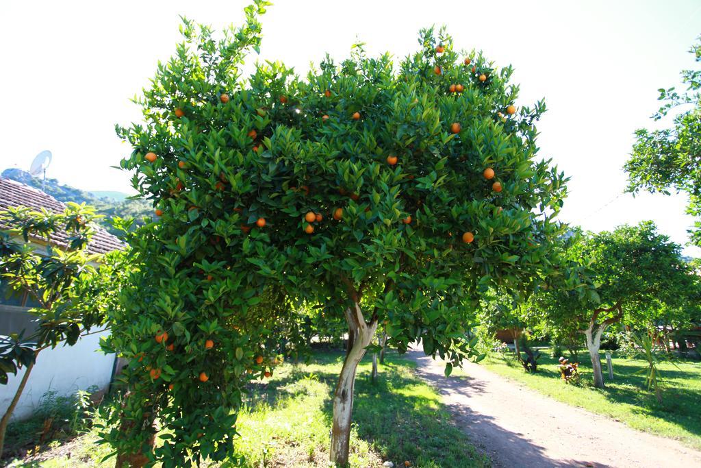 Safir Pansiyon Çıralı Zewnętrze zdjęcie